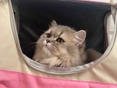 -瑞派·关忠动物医院·猫专科·犬专科(三环新城店)