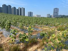 -光明小镇欢乐田园