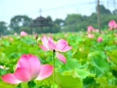 -梁鸿国家湿地公园