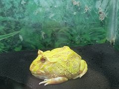 -上海大自然野生昆虫馆