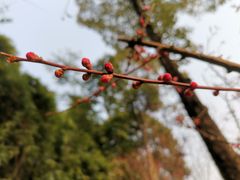 -望江楼公园