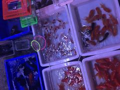 -中环花鸟鱼虫市场