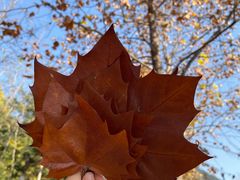 -小媳妇铁锅炖鱼(世博园店)