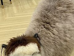 -安格丽娜·狗咖·猫咖羊驼咖(春熙路百盛商场店)