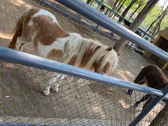 -长白岛森林公园