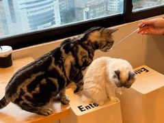 -有喵·猫咖·狗咖·30几只猫10只小狗(岗厦店)