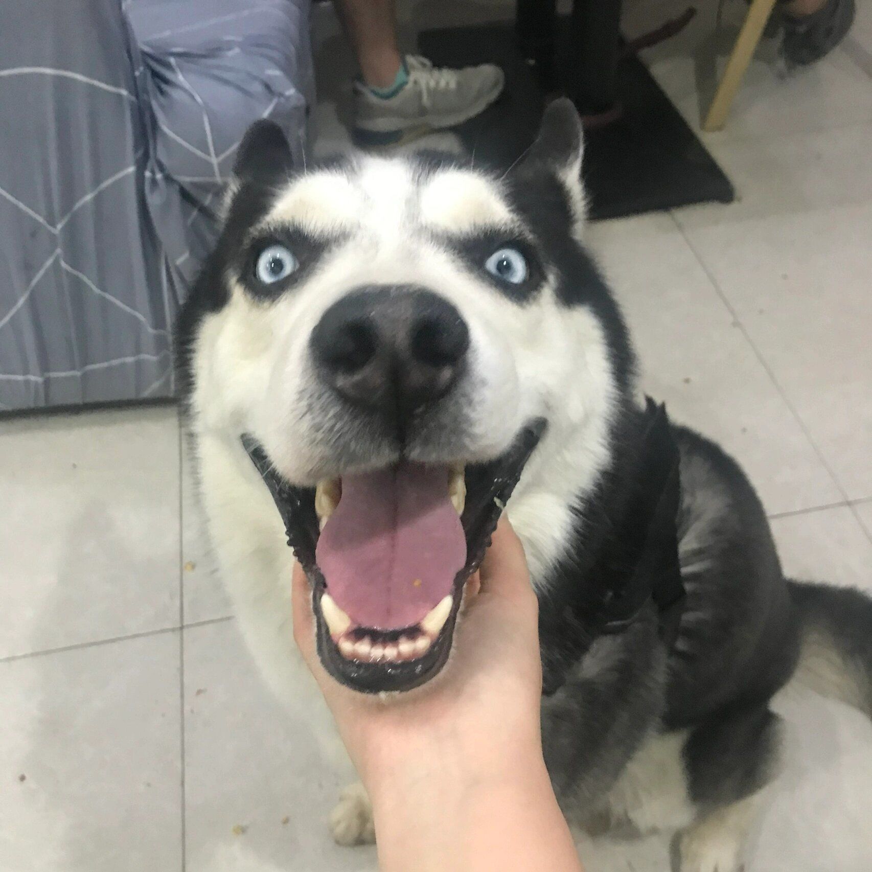 哈士奇眼神中总是透露着一种清澈的愚蠢