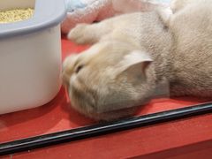 -babydoll猫舍·米努特·德文·缅因(久光中心店)