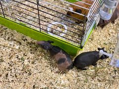 -酷以爬仙阁实体爬宠店·守宫·蜥蜴·专业繁育