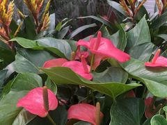 -秦美花卉(天朗·莱茵小城2期店)