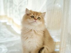 -吉丁鸟咖·异宠·寄养