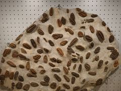 -辽宁古生物博物馆
