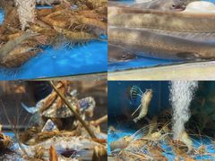 -张家卫·阳江菜·小海鲜(肥婆湾桥店)