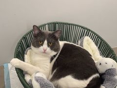 -Cappucimeow猫咪咖啡馆(韦伯时代店)