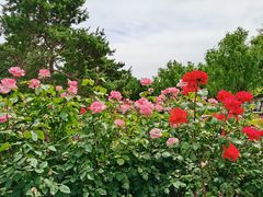 -莲花池公园