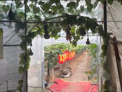 -马陆小张葡萄园农家乐