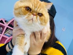 -糯米喵星人·撸猫猫舍咖啡馆(西市场嘉华店)