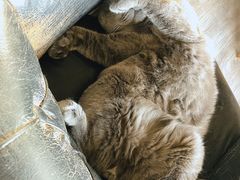 -猫小院猫主题咖啡厅(北锣店)