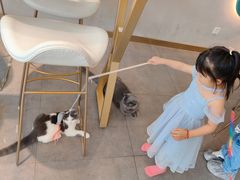-飞行喵MR PILOT|猫舍·猫咖(静安大融城店)