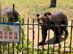 -秦皇岛野生动物园