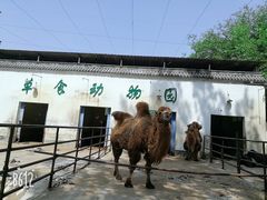 草食动物园-祥源·阜阳生态乐园