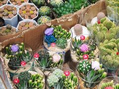 -循礼门鲜花花市(武汉循礼门店)