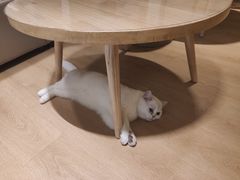 -猫腻·猫咖·撸猫馆(星光大道店)