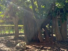 -Patek Philippe百达翡丽(上海源邸店)