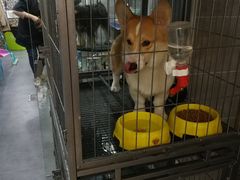-宠颐生嘉德动物医院