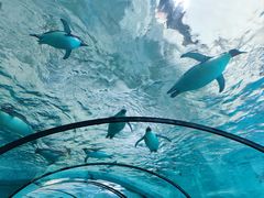 -珠海长隆海洋王国