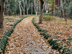 -昆山城市生态森林公园
