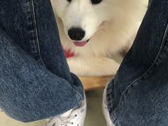 -星多哈·狗咖·拼豆·咖啡