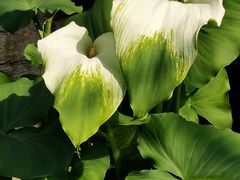 -国家植物园南园