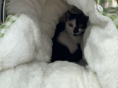-博特宠物医院24h犬猫全科.骨科·异宠