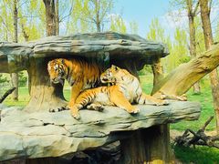 -北京野生动物园