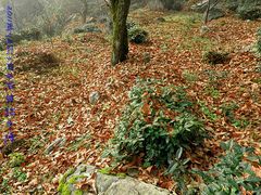 -祁门牯牛降观音堂风景区