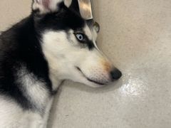 -共舞时光猫咖·狗咖(新街口店)