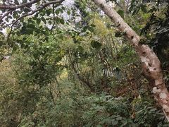-西双版纳原始森林公园