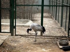 -青藏高原野生动物园
