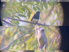 -西湖风景区-江洋畈生态公园