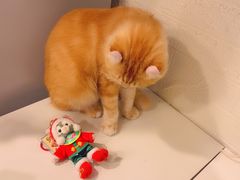 -平行世界·猫咖(首经贸店)