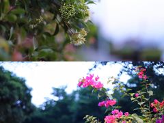 -鼓浪屿内厝澳码头(轮渡站)