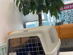 -北京观赏动物医院·24小时大型综合·猫专科·异宠专科