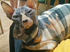 -猫色咖啡·猫咖