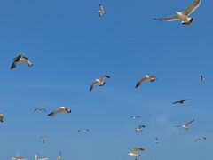 -海驴岛(荣成市)