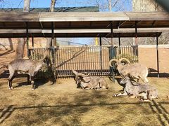 -大连森林动物园