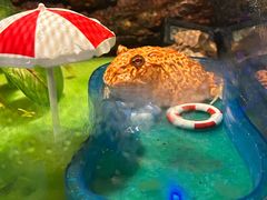 -太平洋海底世界