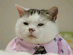 -三楼上的猫咖啡馆(山师东路店)