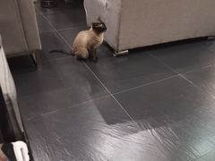 -吱咖啡西式简餐
