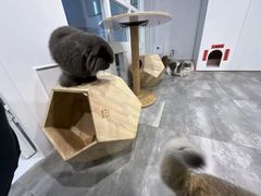 -楼上猫咖(罗湖店)